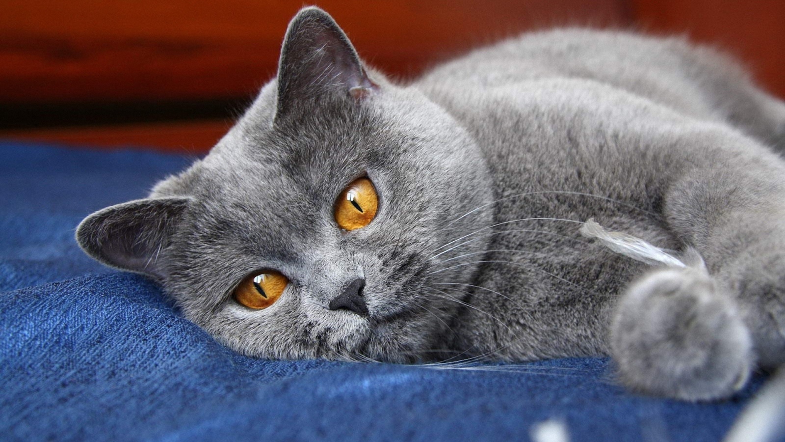 Британский кот скучает