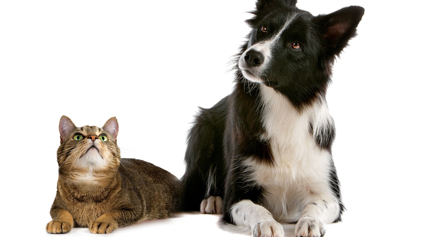 Кот и пёс на кого-то смотрят