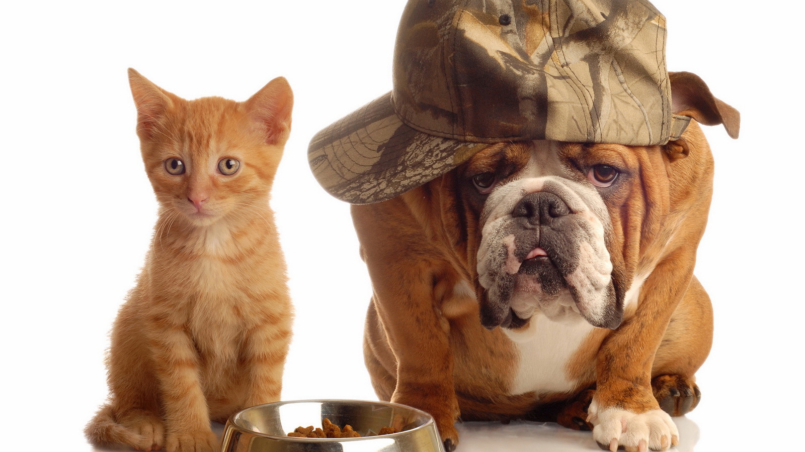 Кот и пёс делят еду