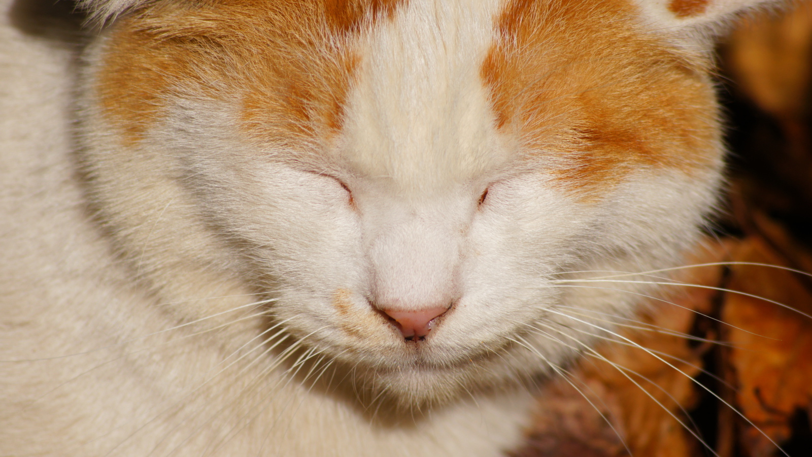 Рыжий кот жмурится