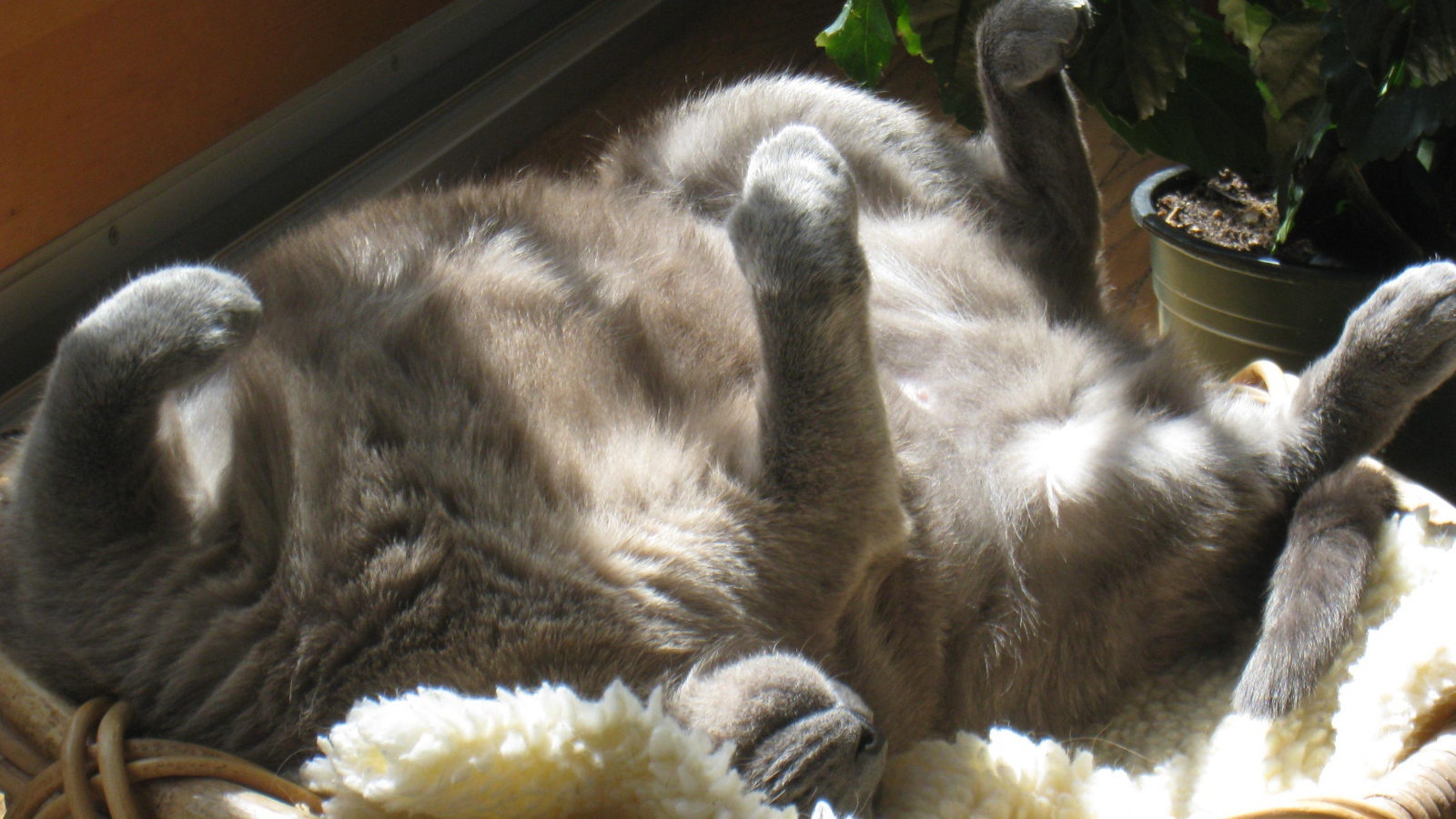 Кот на солнышке