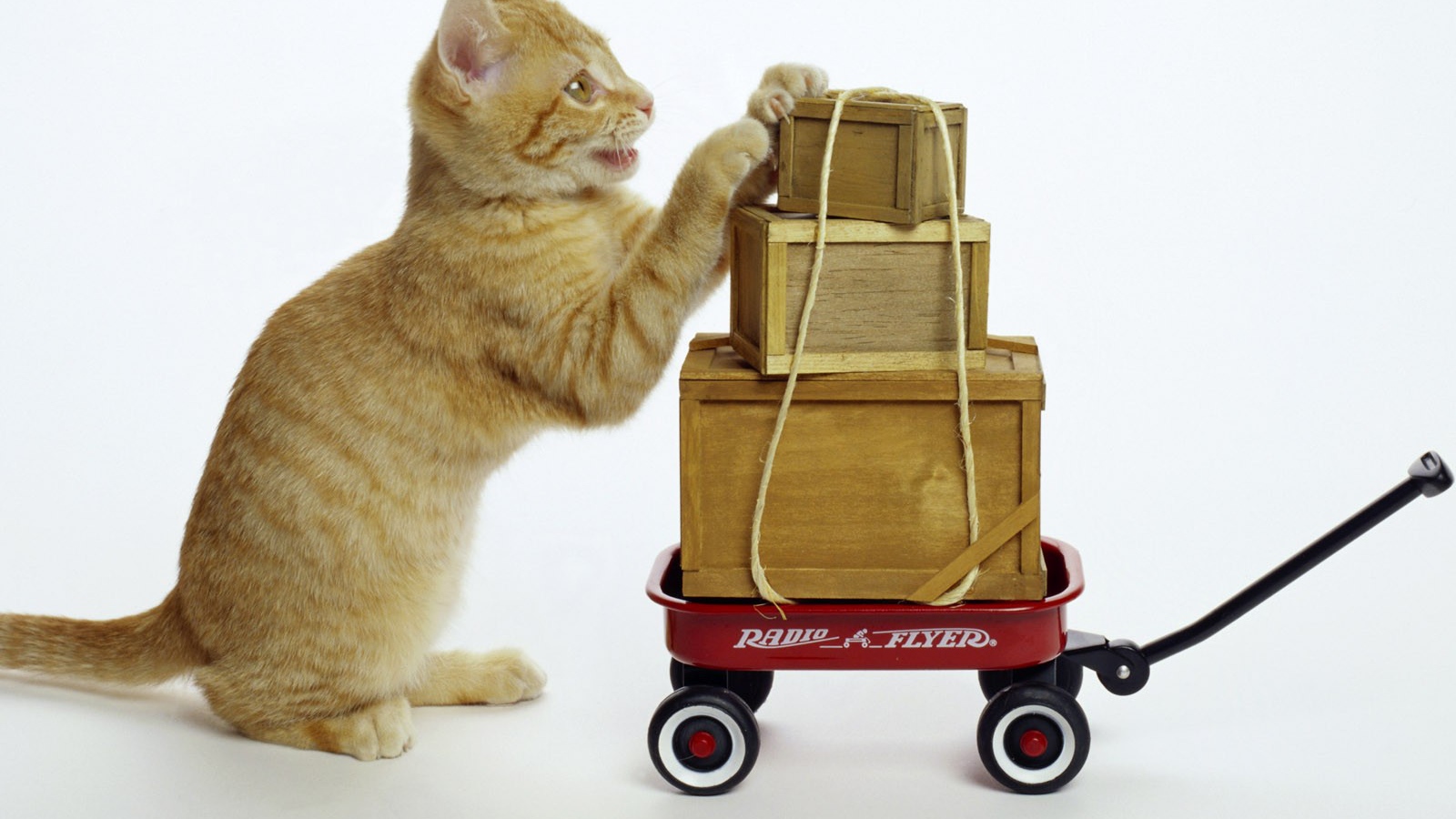 Кот везет посылки