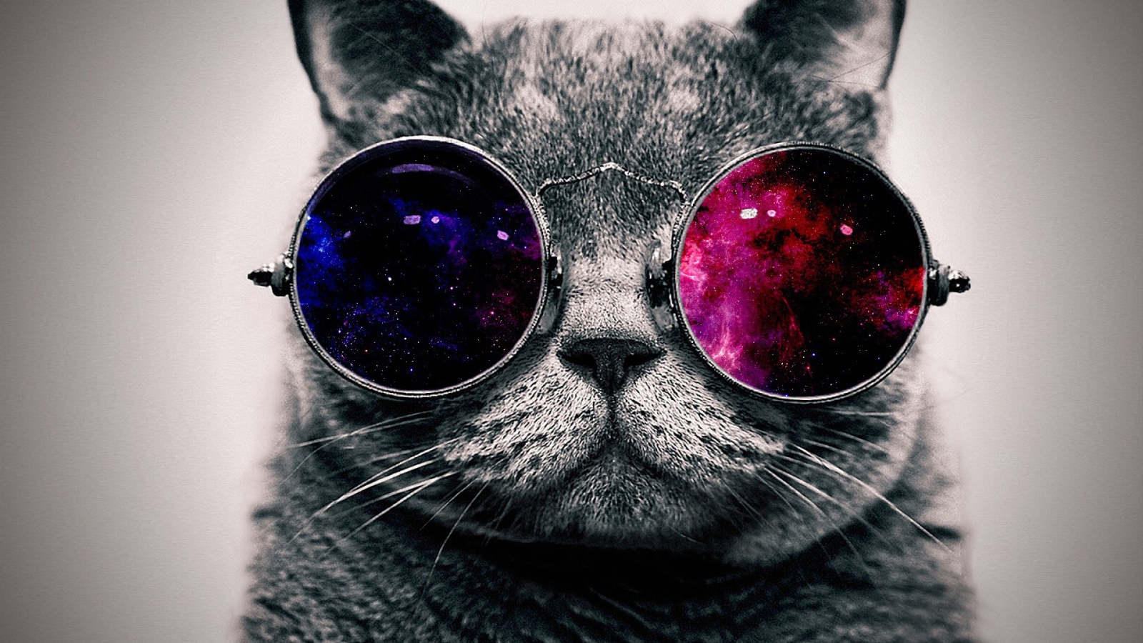 Cat on colored glasses