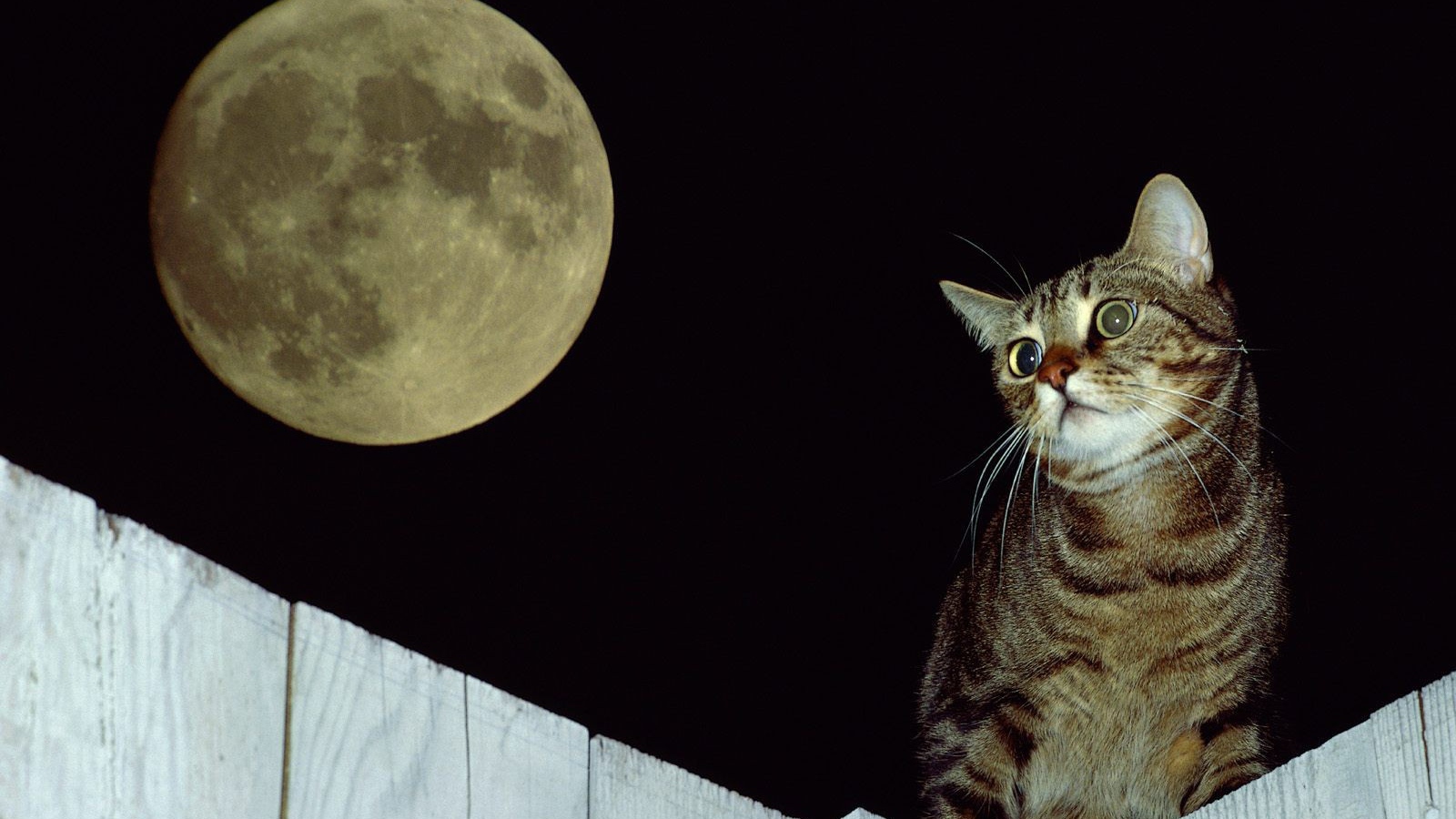Кот на заборе под луной
