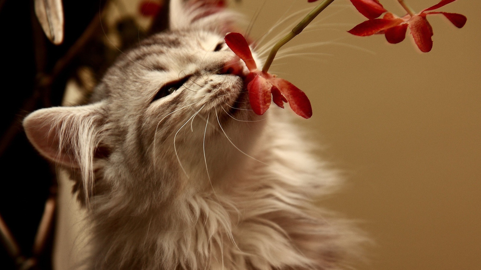 Кот нюхающий цветок
