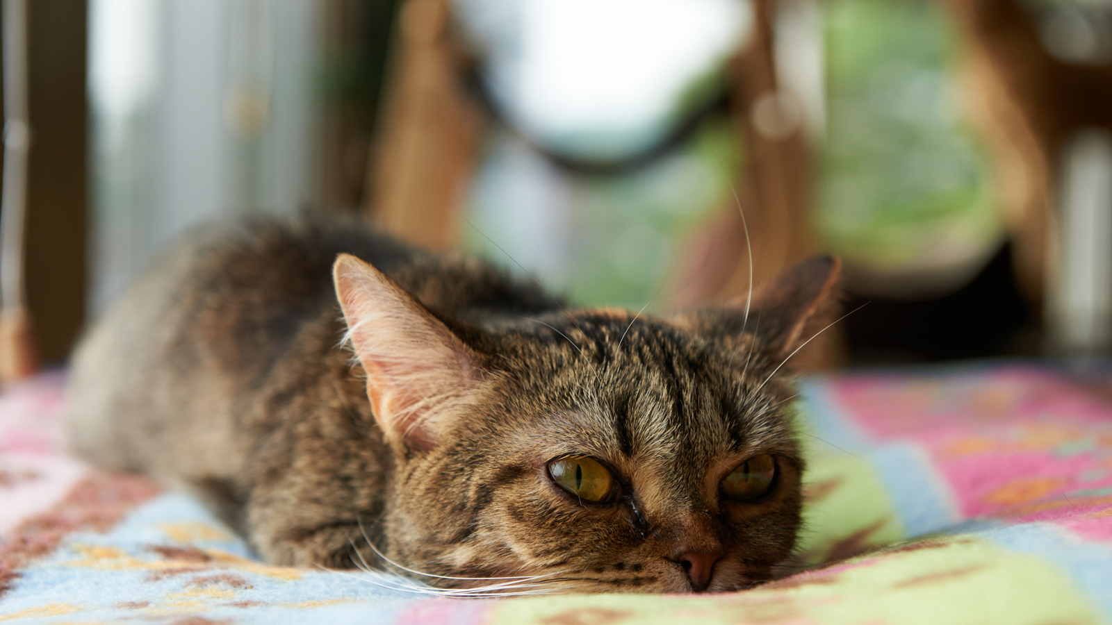 Кот с безнадёжным взглядом