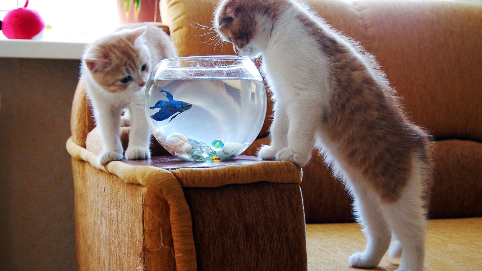 Коты и голубая рыбка