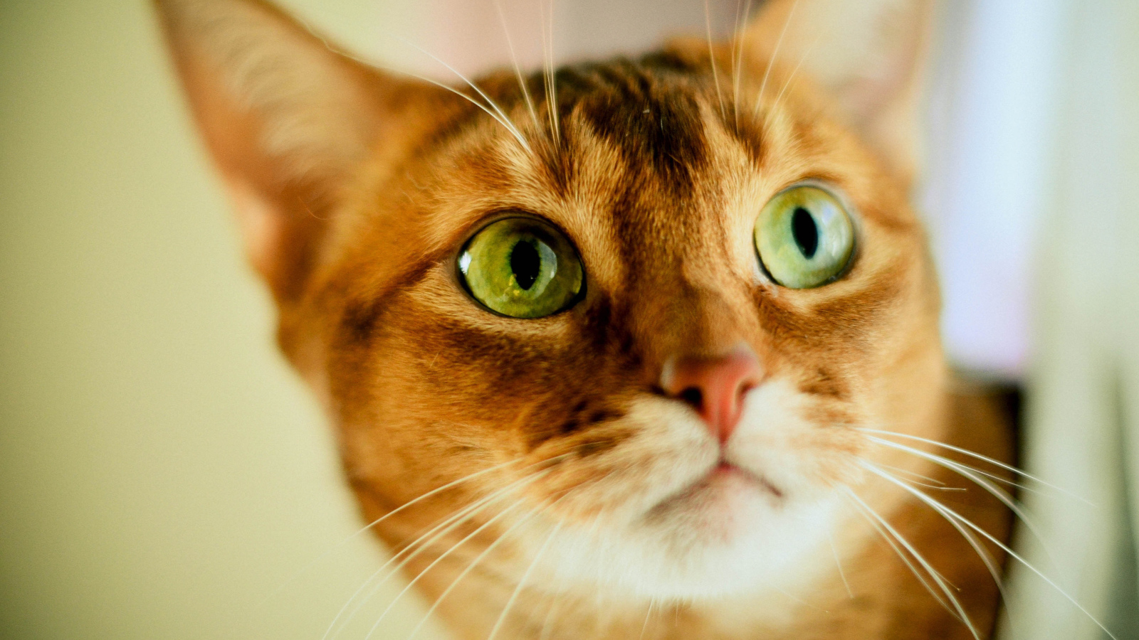 Кот с зелеными глазами