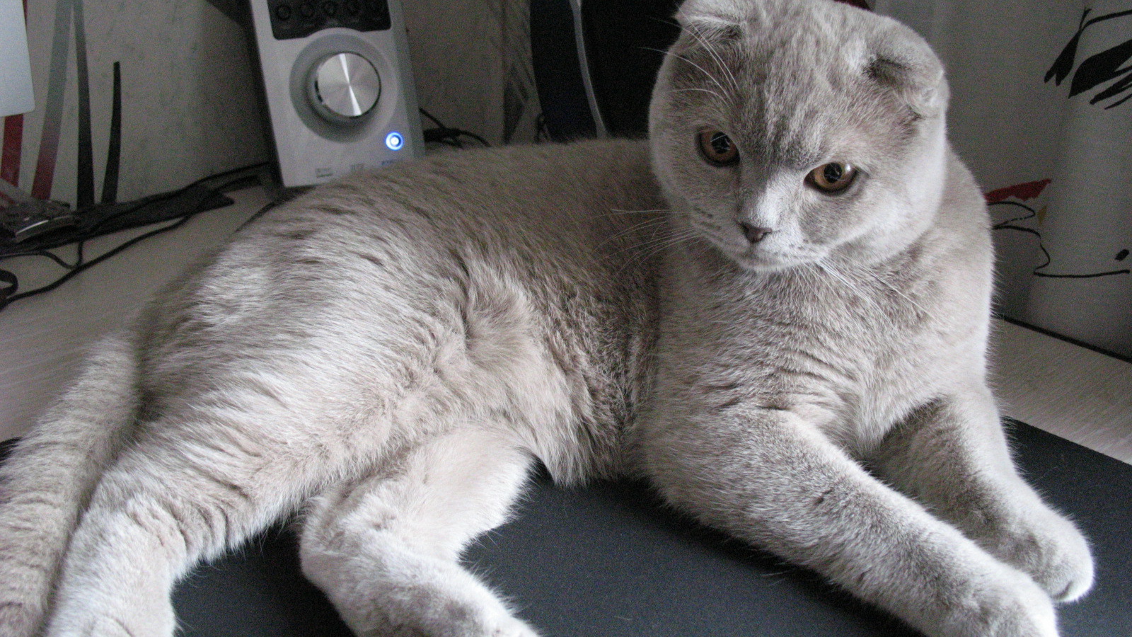 Милый серый шотландский вислоухий кот