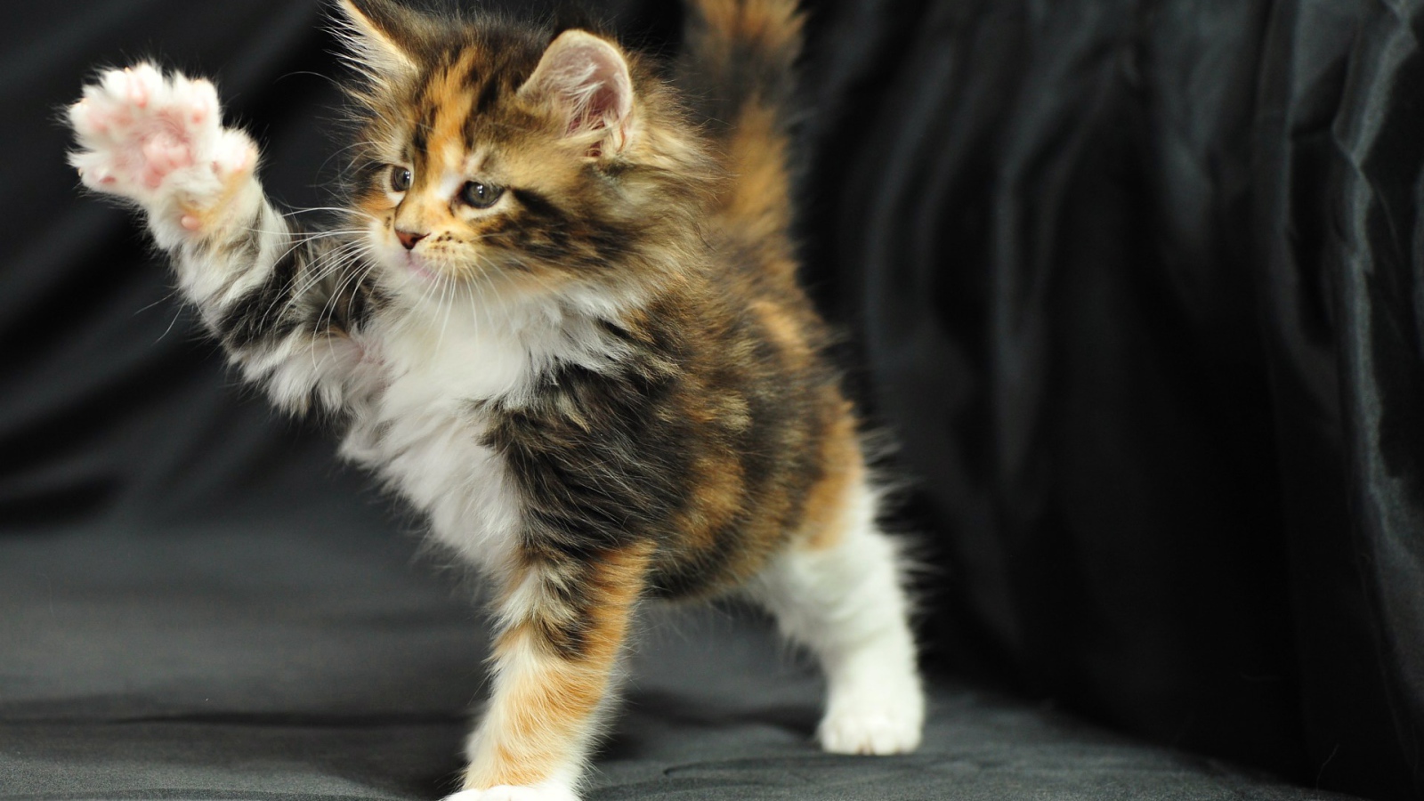 Симпатичный маленький кот мейн-кун играет