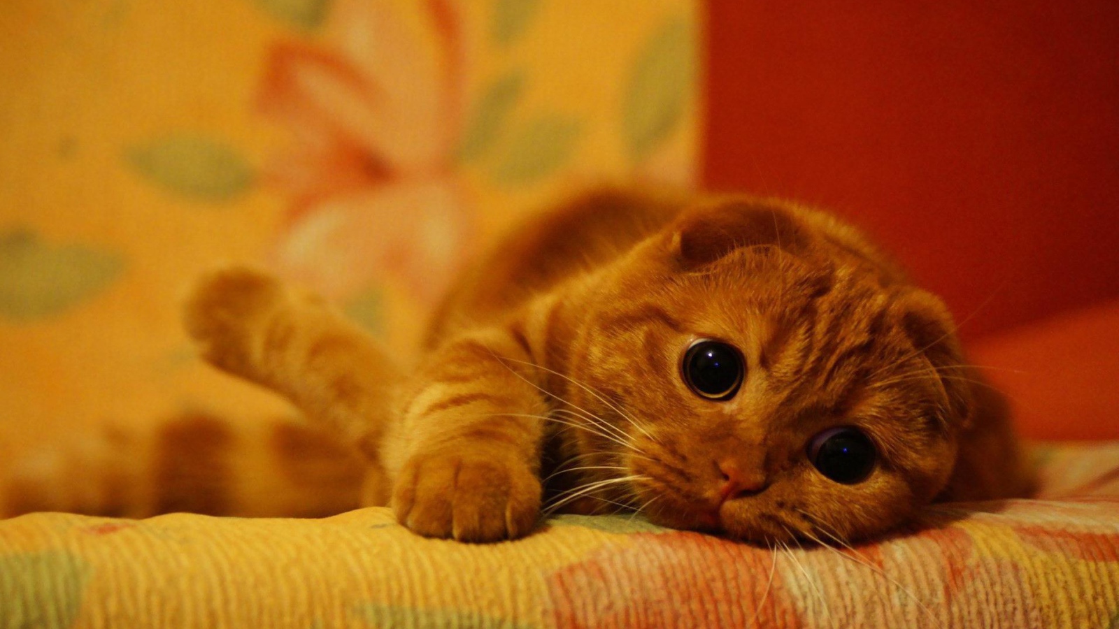 Милый рыжий шотландский вислоухий кот