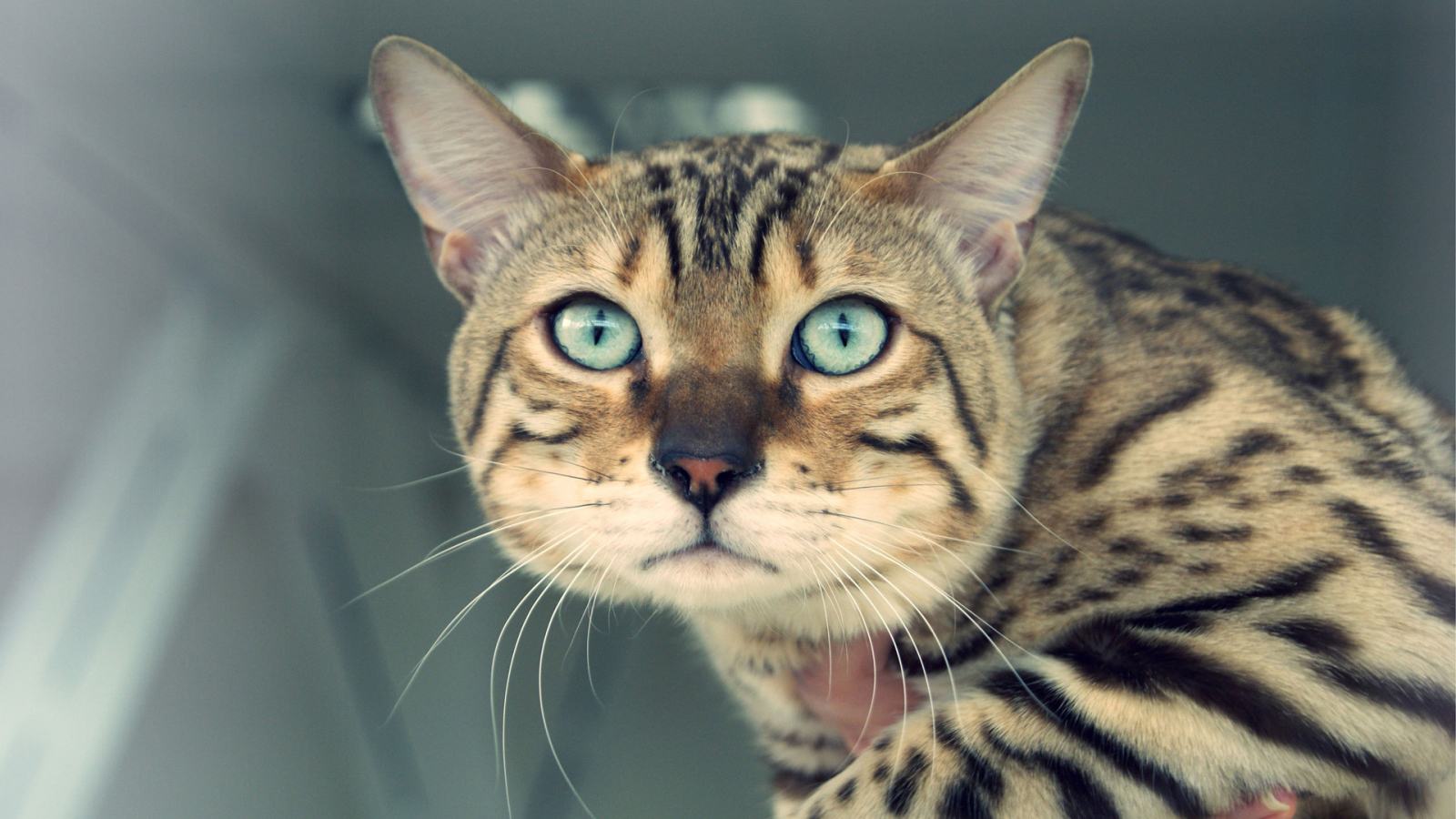 Унылый бенгальский кот