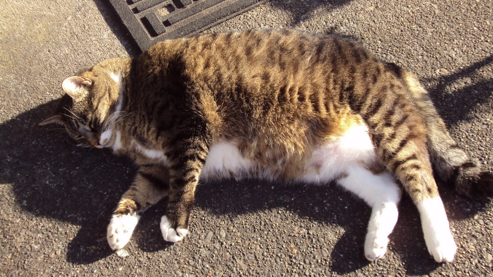 Толстый кот в тени