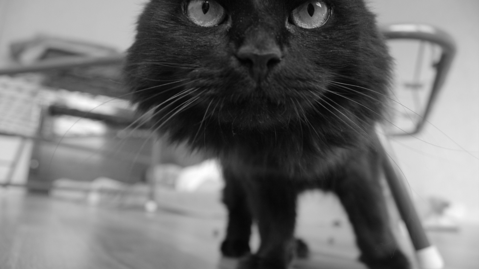 Funny black cat