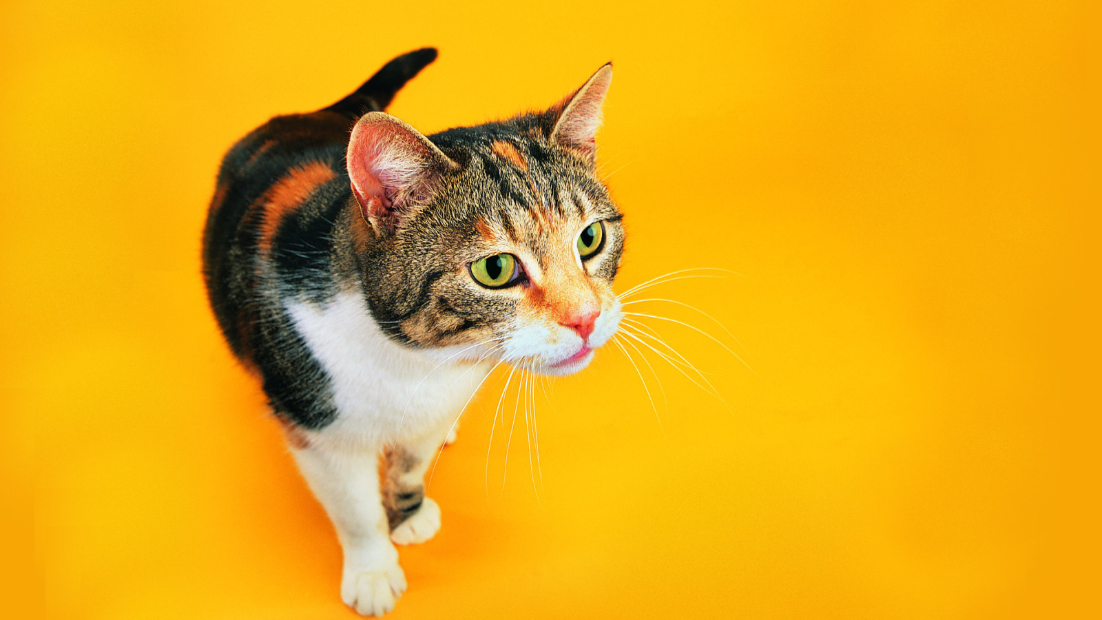 Смешной кот на оранжевом фоне