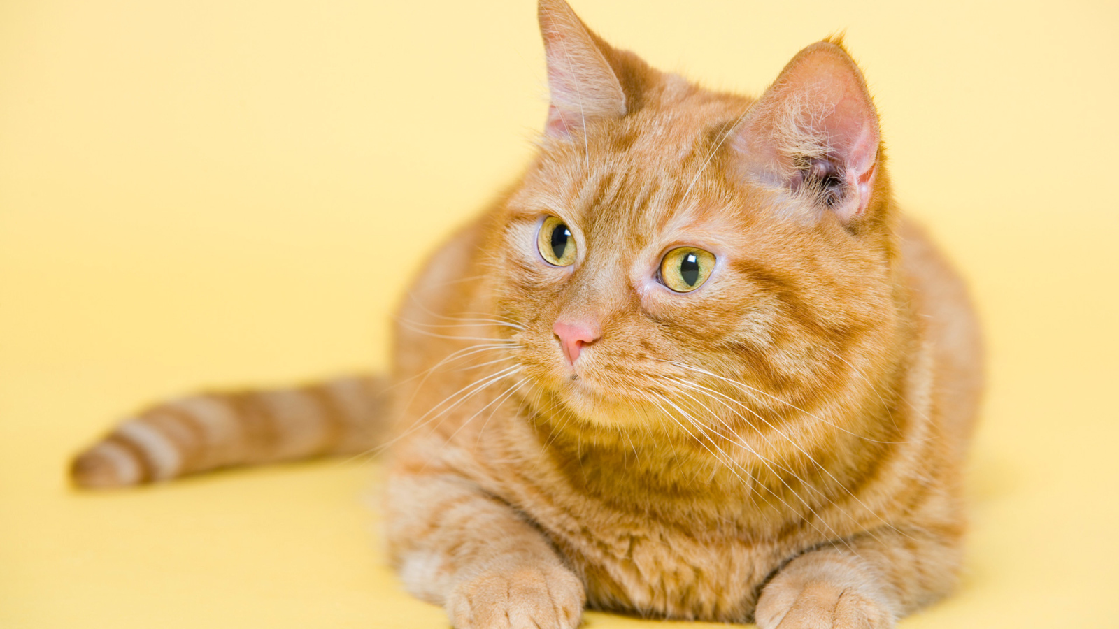 Смешной толстый рыжий кот