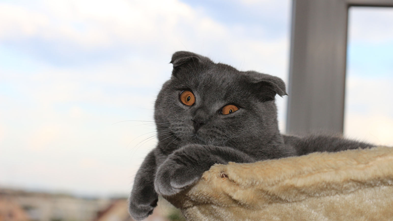 Серый шотландский вислоухий кот в своей кровати