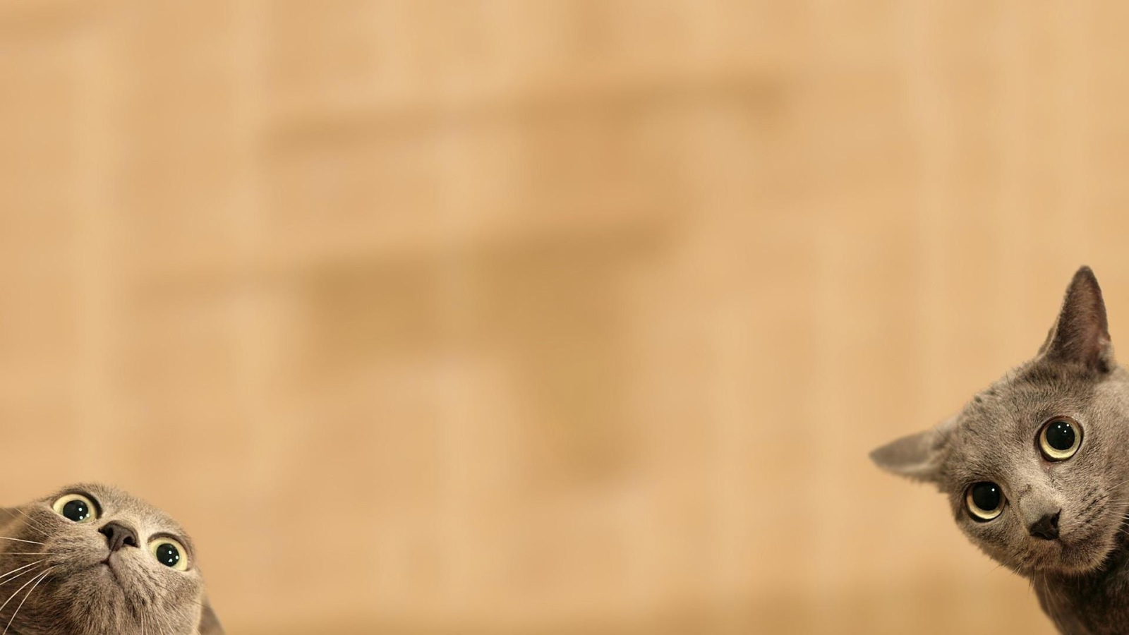 Серые коты подглядывают