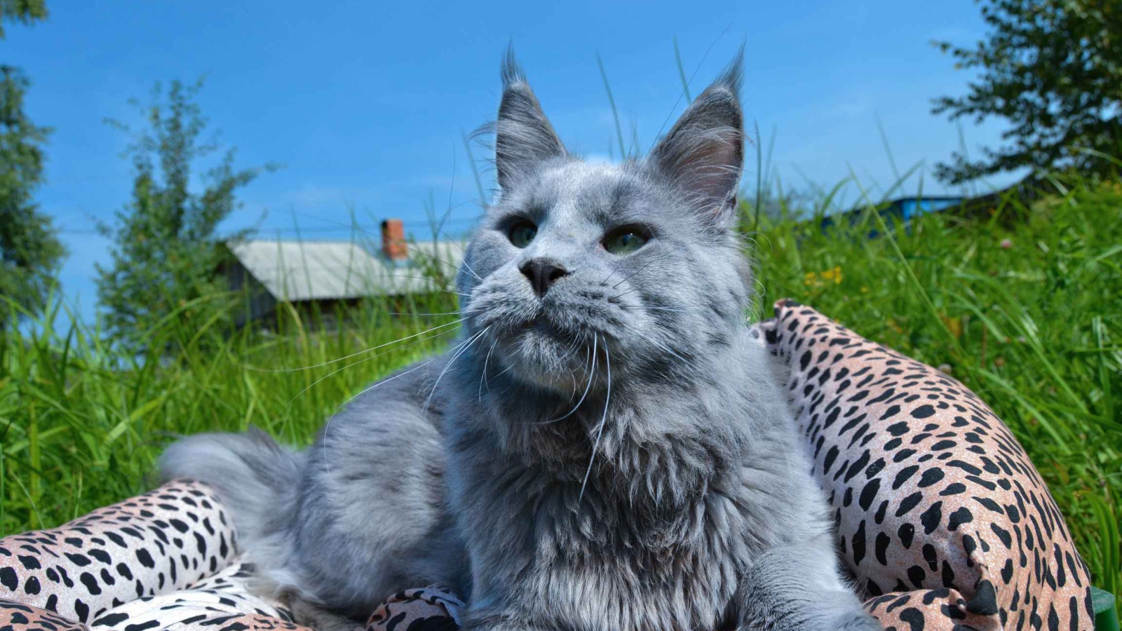Серый молодой кот мейн-кун на природе