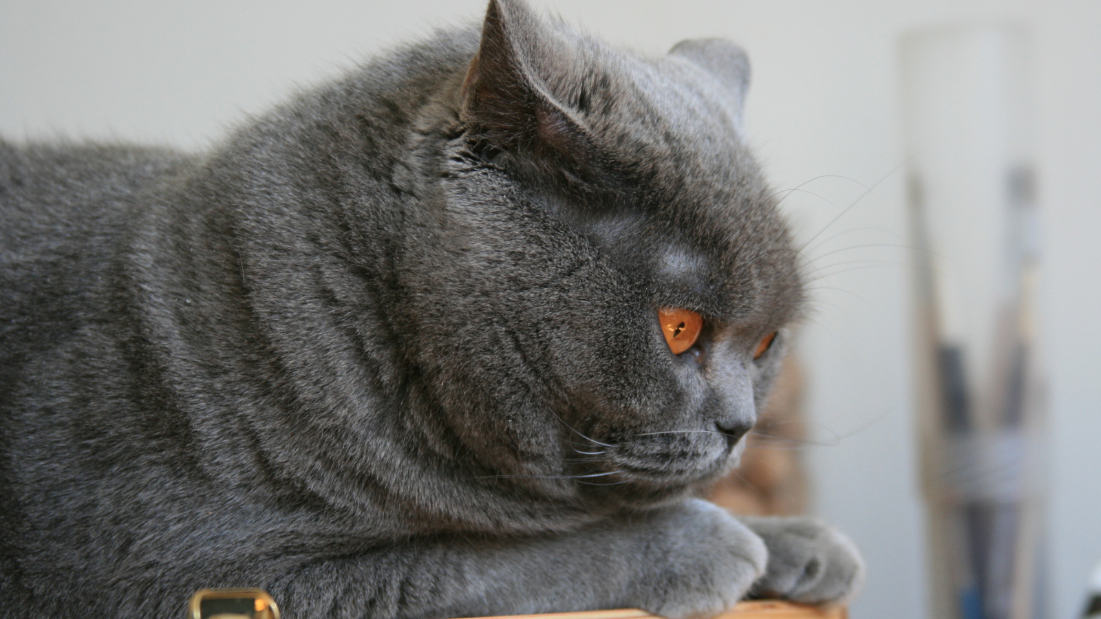 Недовольный британский кот