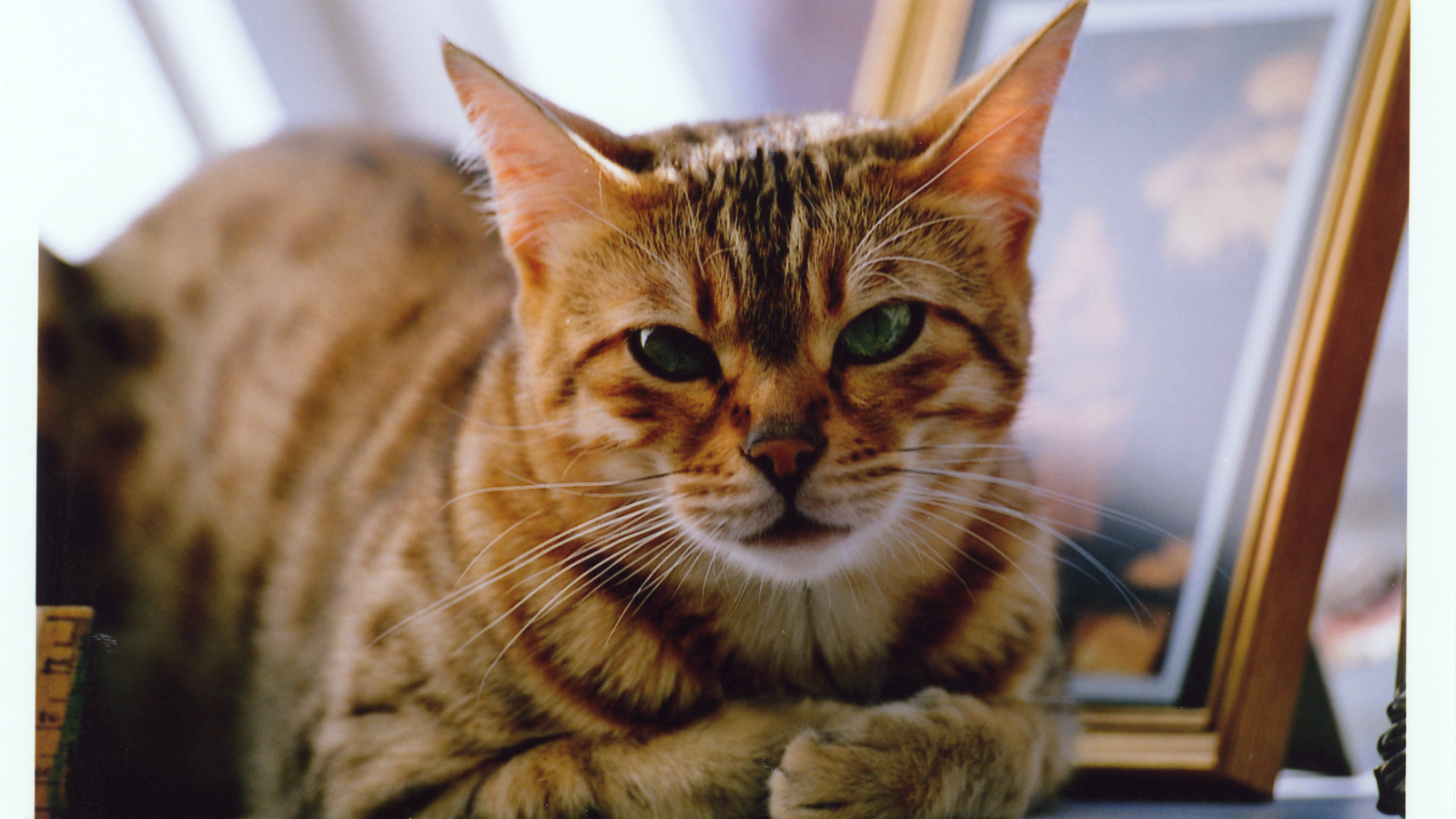 Недовольный бенгальский кот