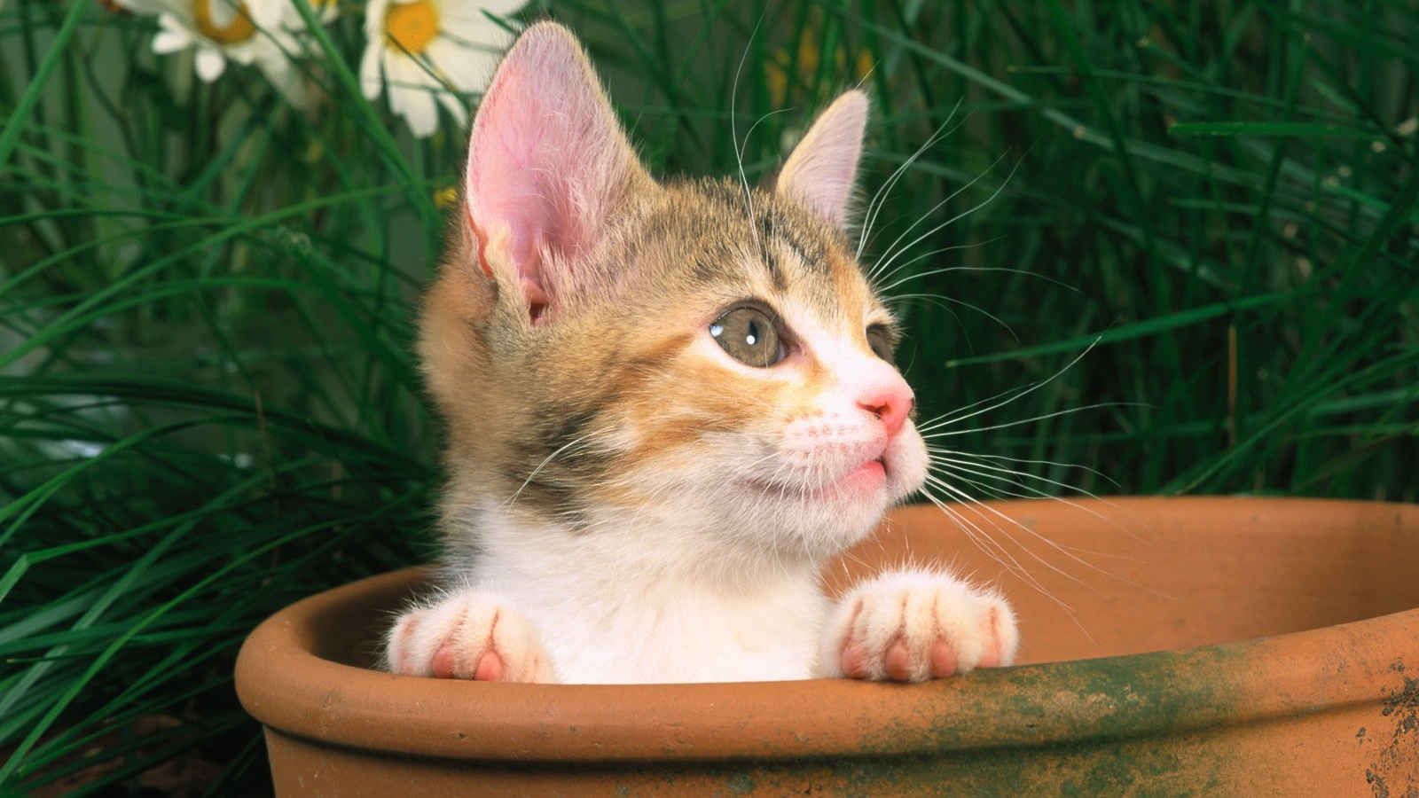 Котенок выглядывает из горшка