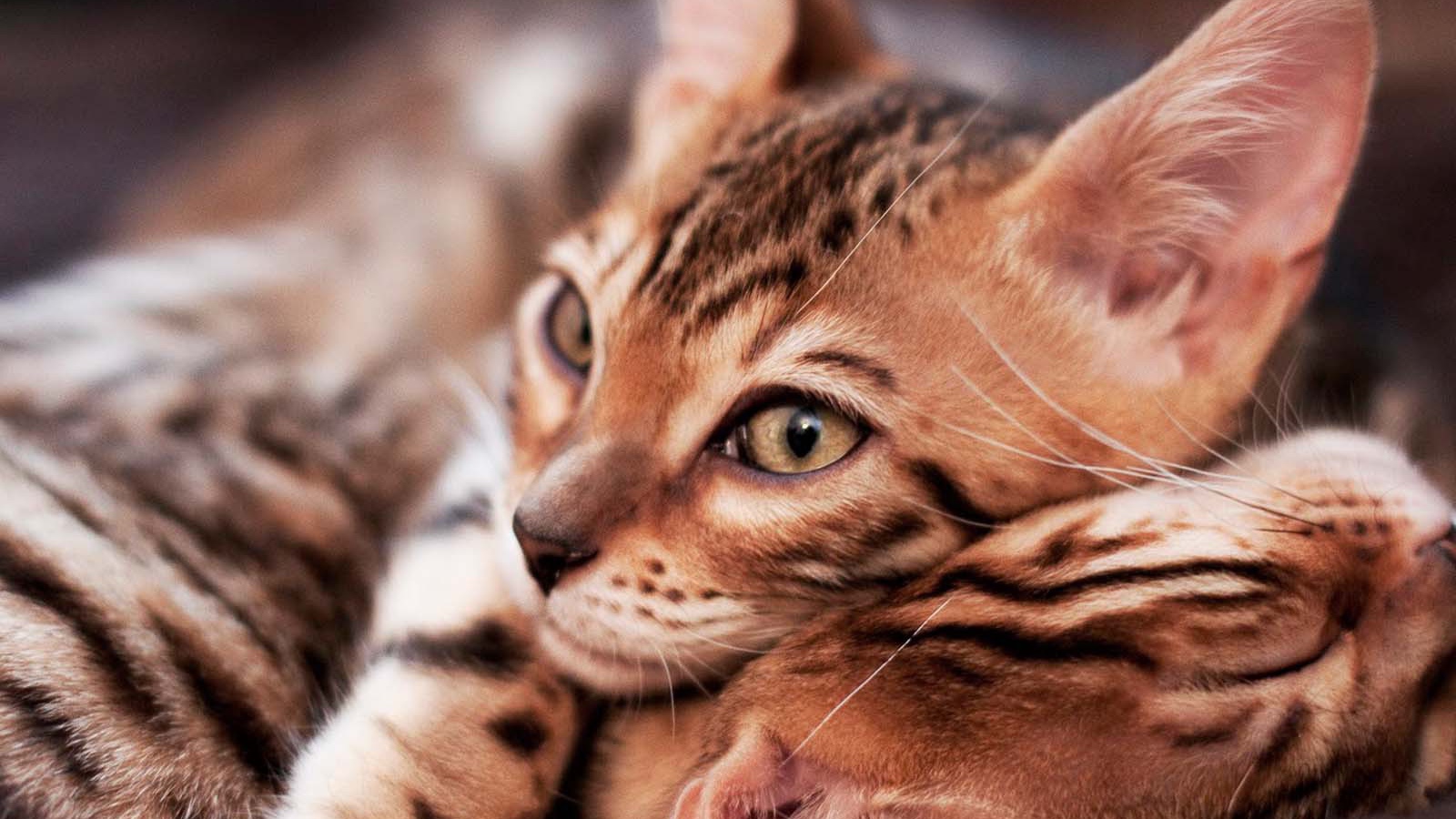 Маленькие бенгальские коты