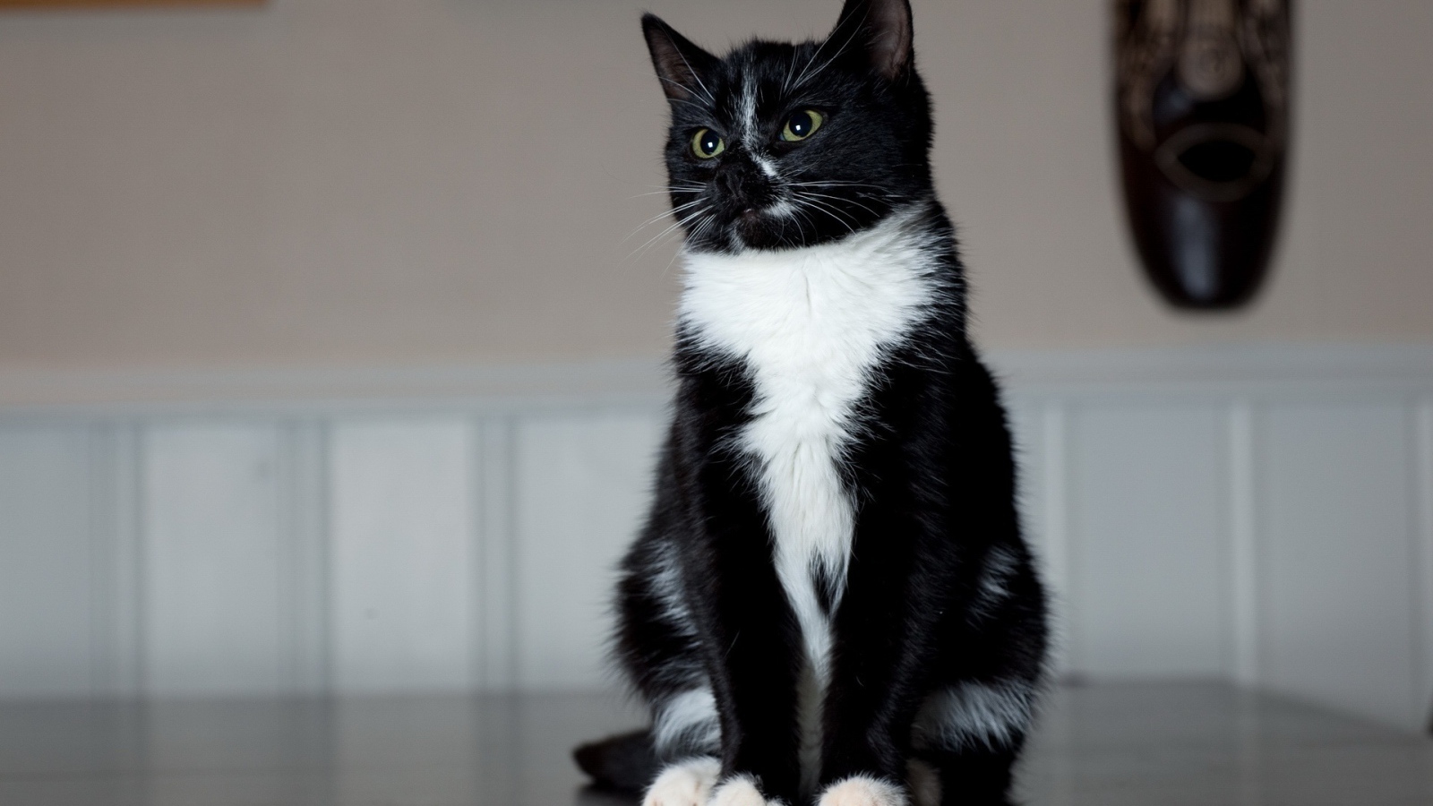 Маленький смешной кот на столе