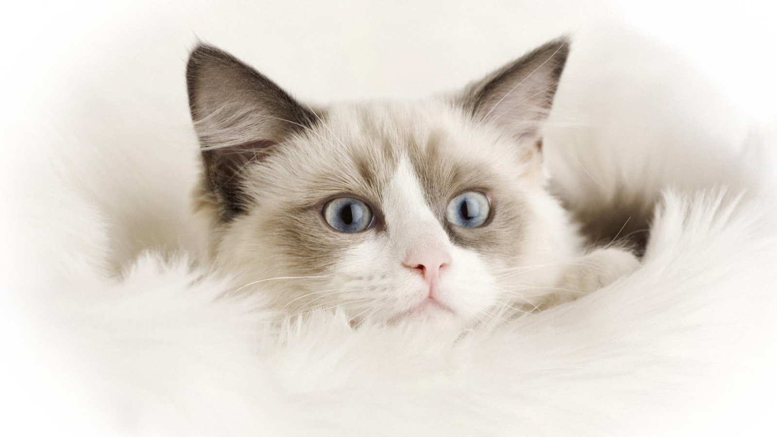 Маленький смешной белый кот