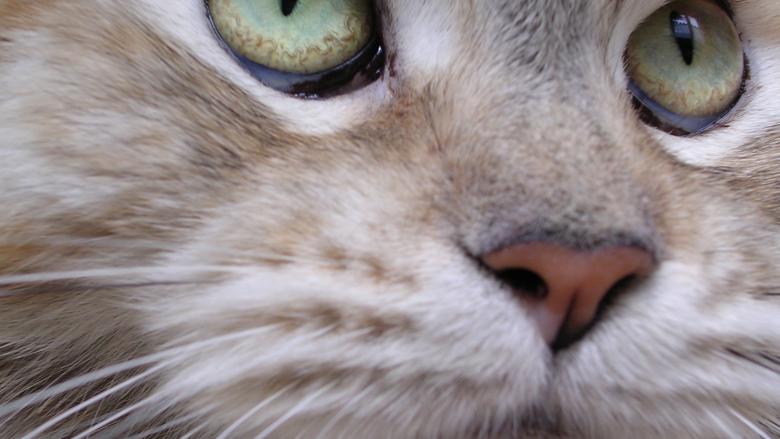 Мейн-кун кот крупным планом