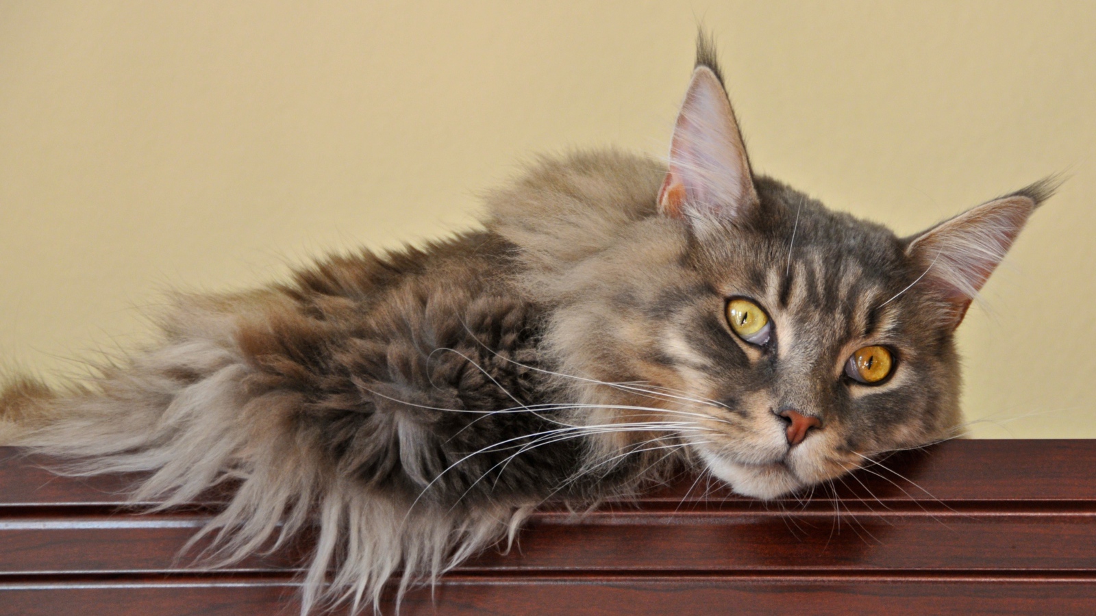 Мейн-кун кот заскучал