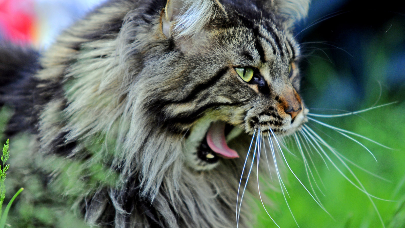 Кот мейн-кун хочет спать