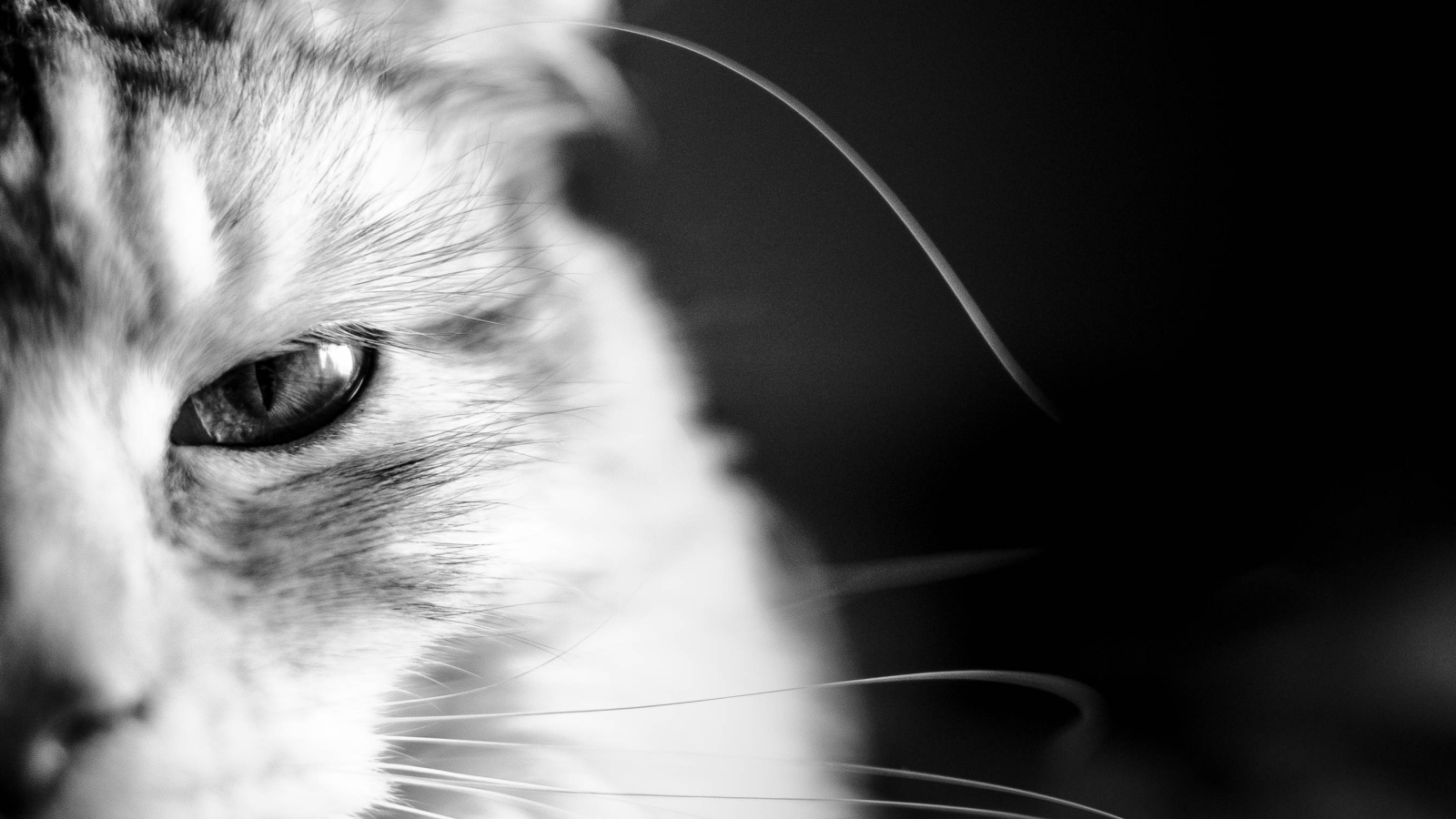 Кот мейн-кун на чёрном фоне