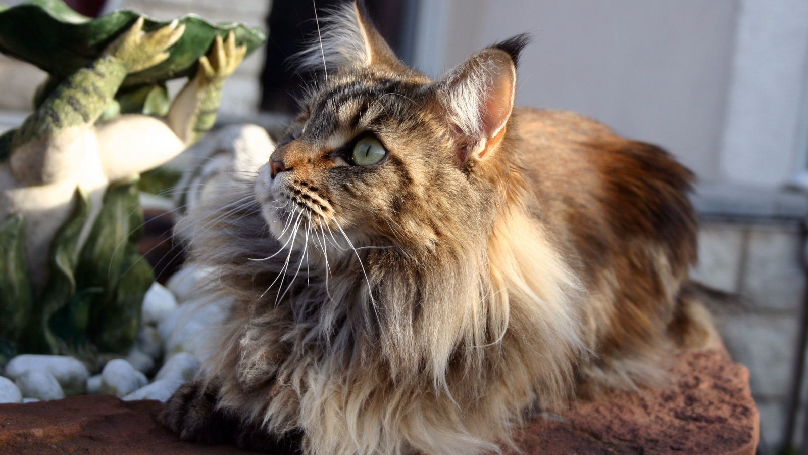 Кот мейн-кун с зелёными глазами кого-то увидел