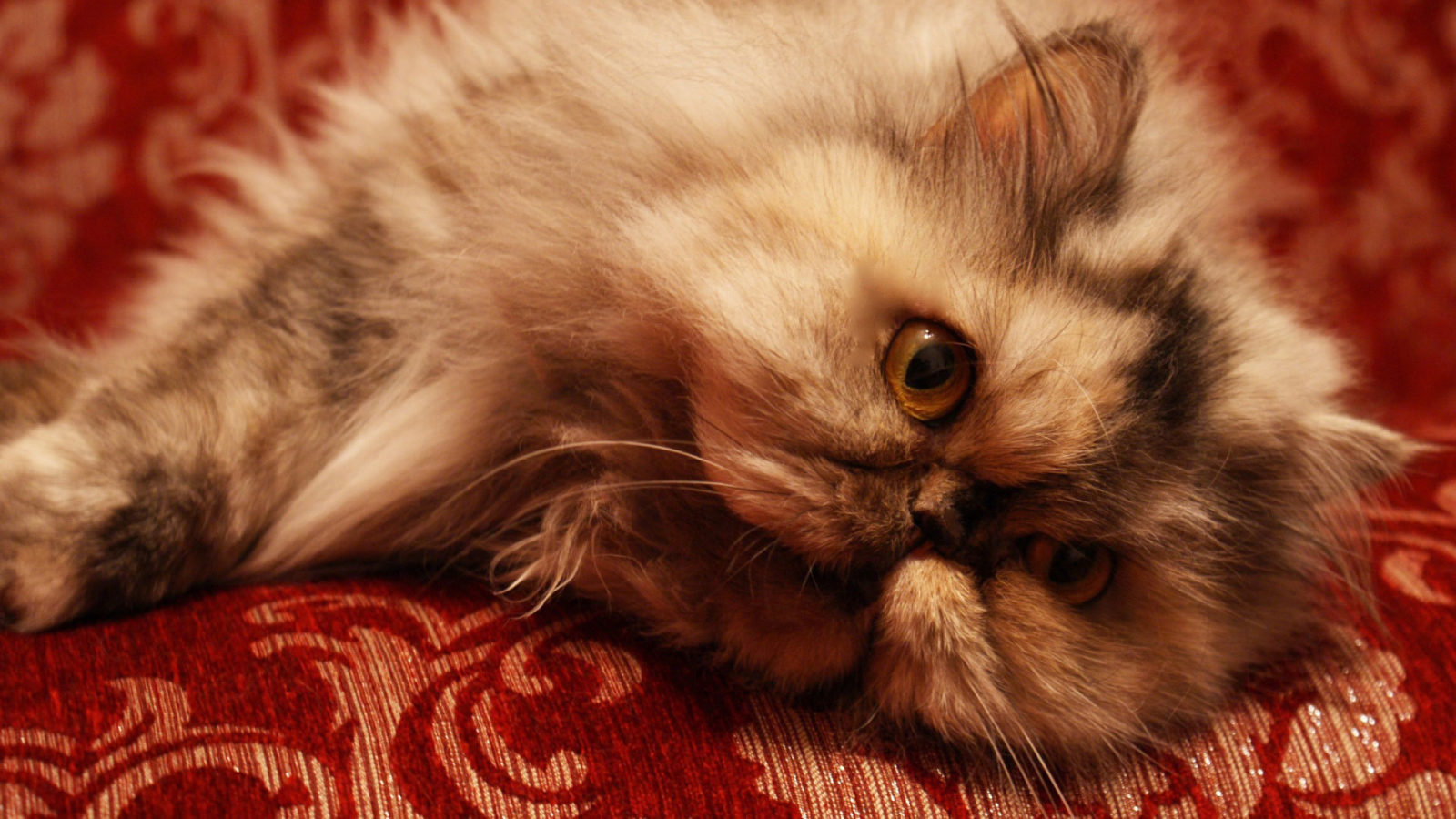 Персидский кот отдыхает