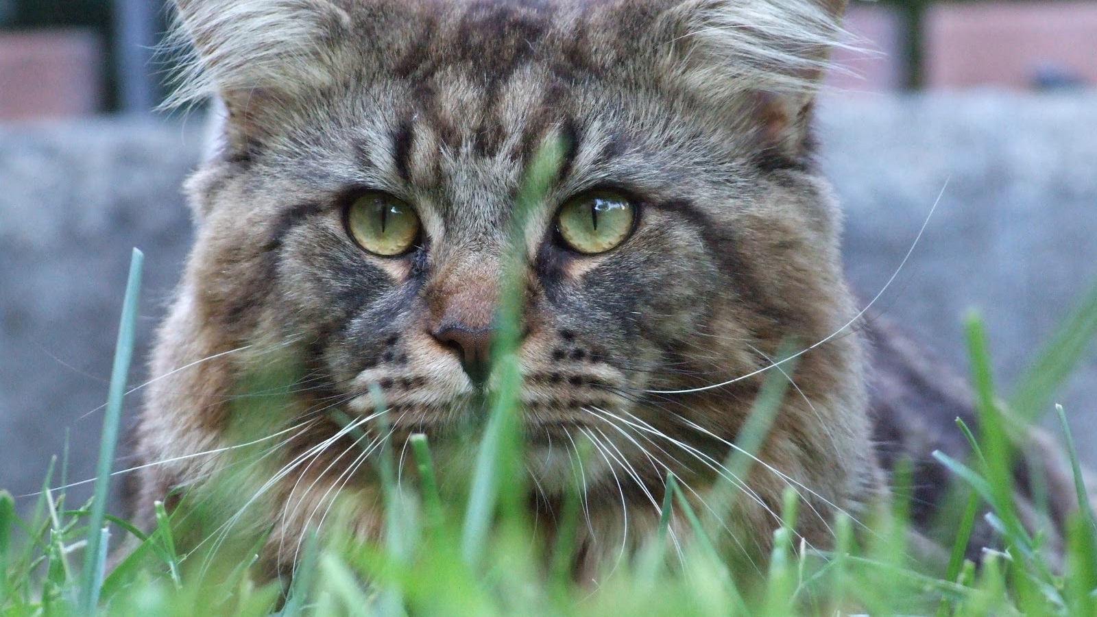 Упитанный кот мейн-кун