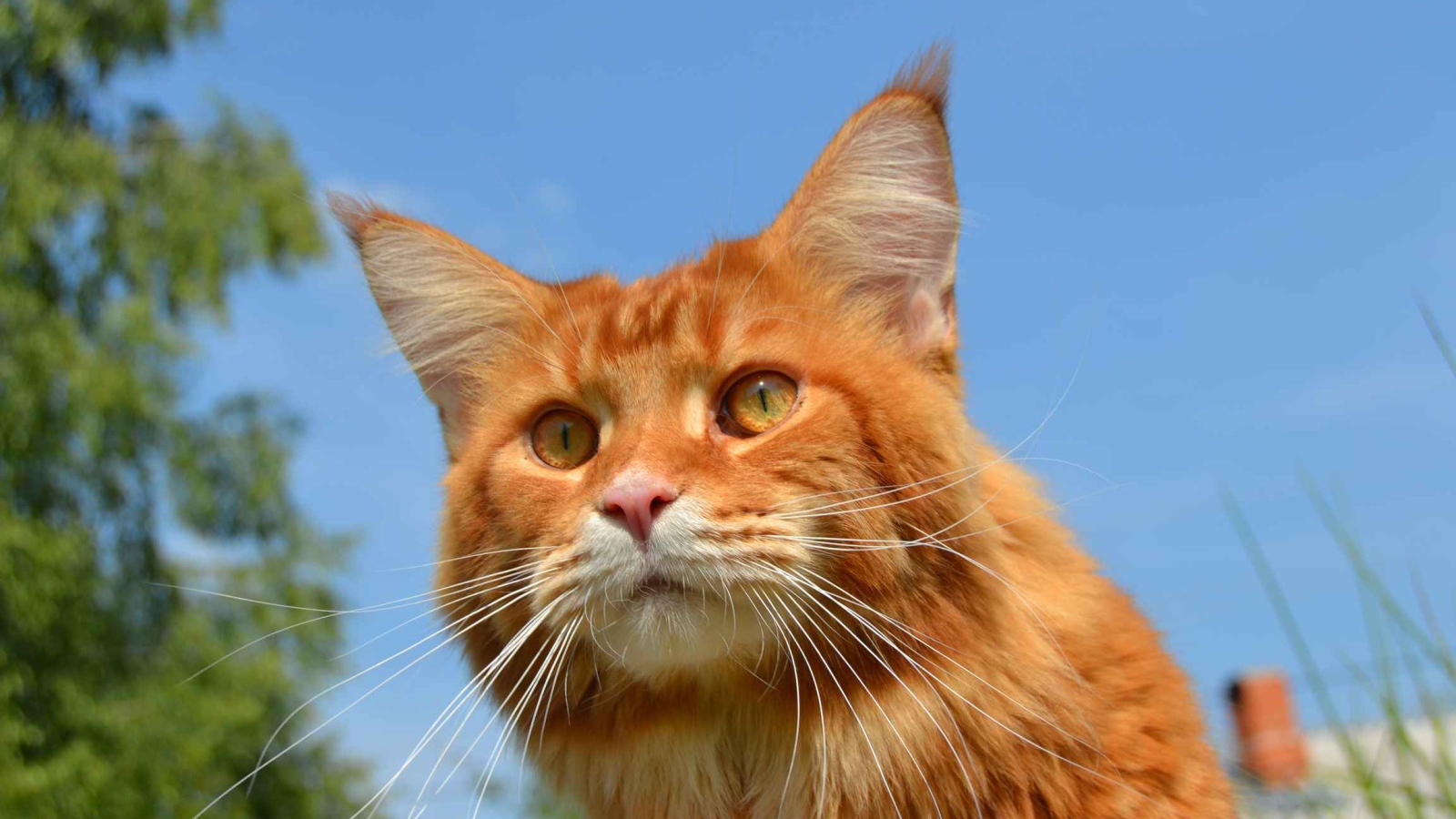 Red Cat Maine Coon in nature