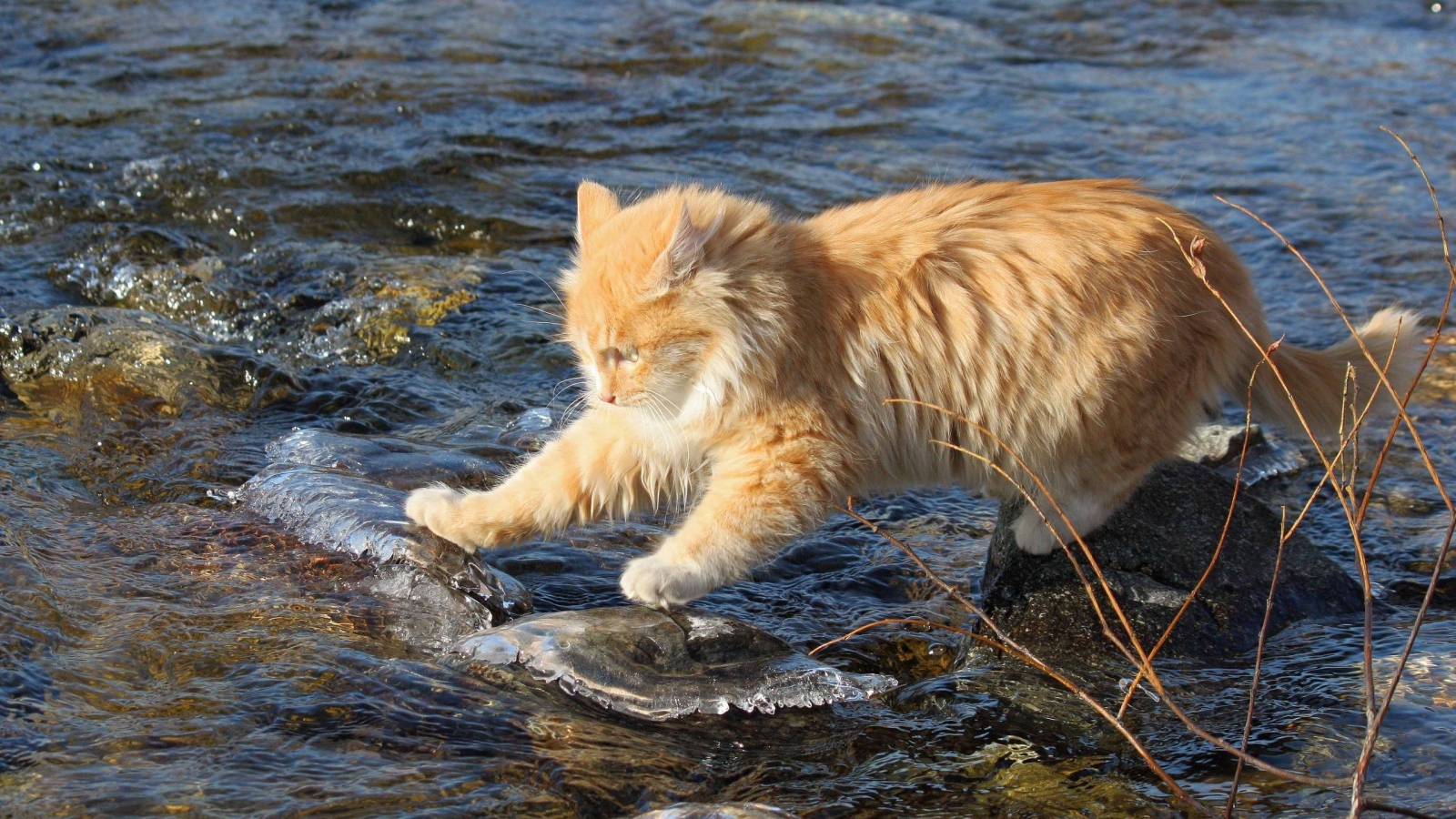 Рыжий кот переходит через речку