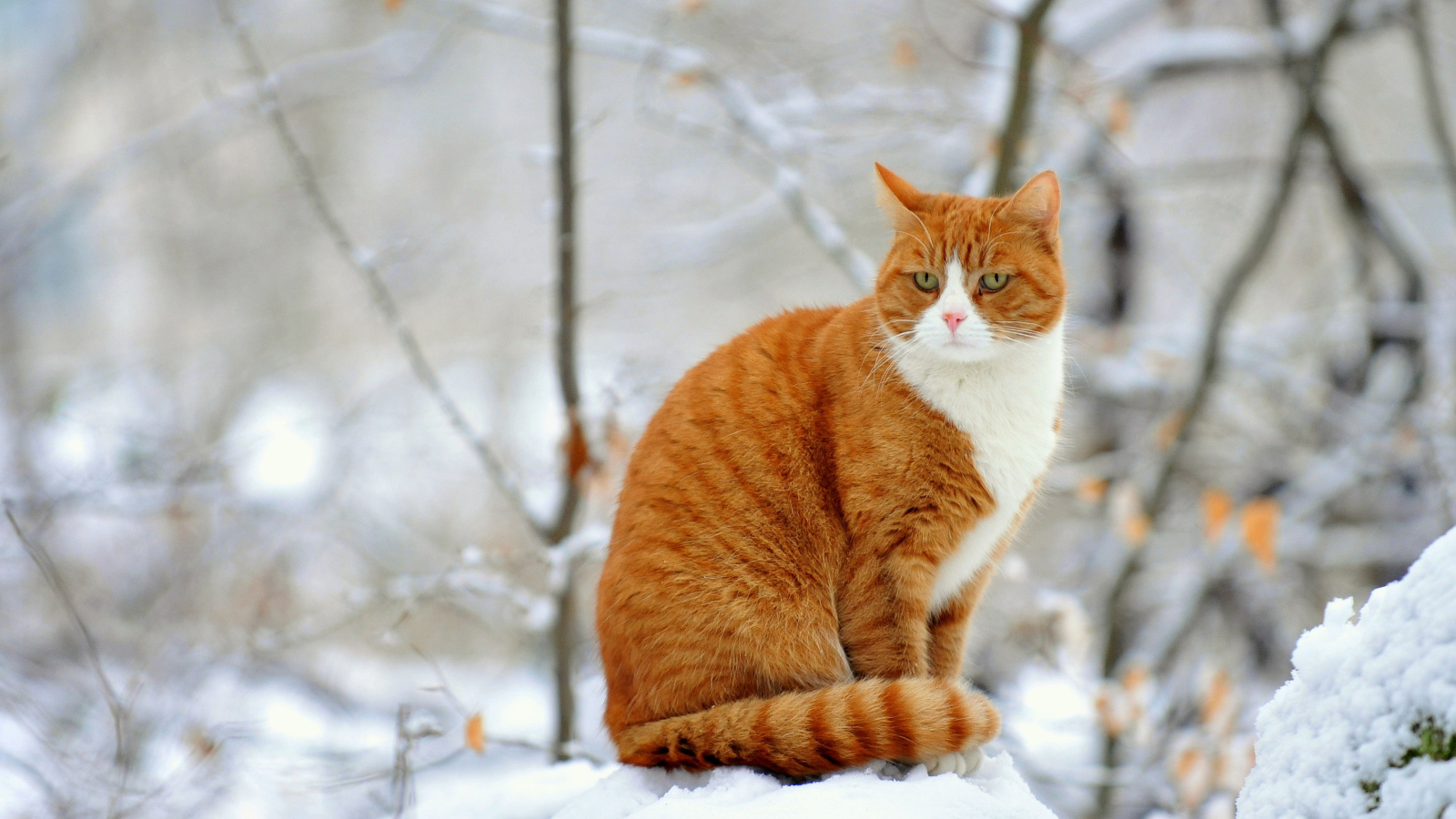 Рыжий кот зимой сидит на сугробе