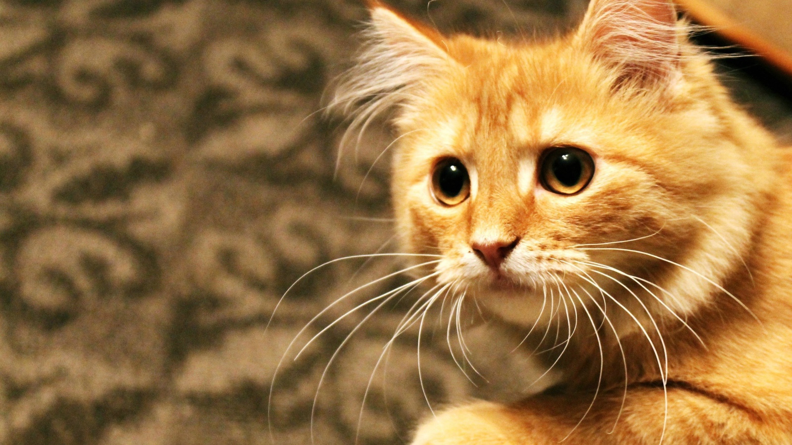 Рыжий кот пристально смотрит
