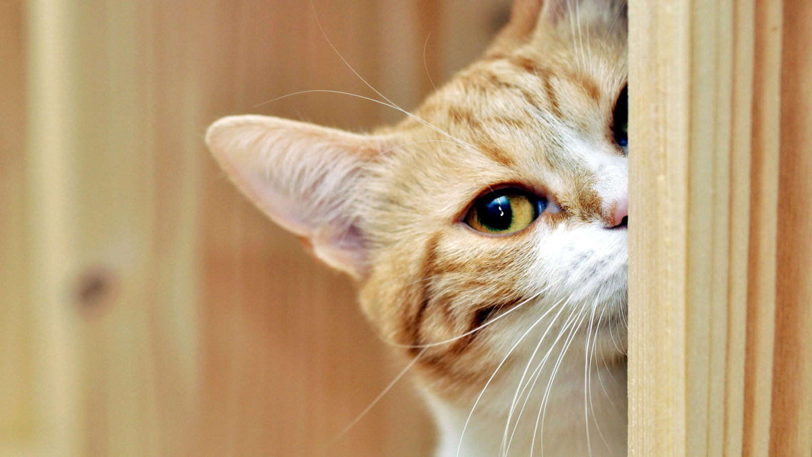 Рыжий кот подсматривает 