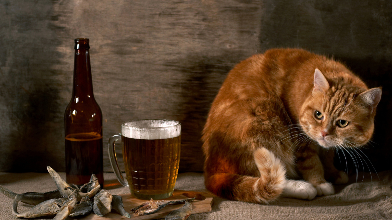 Рыжий кот с пивом и рыбой