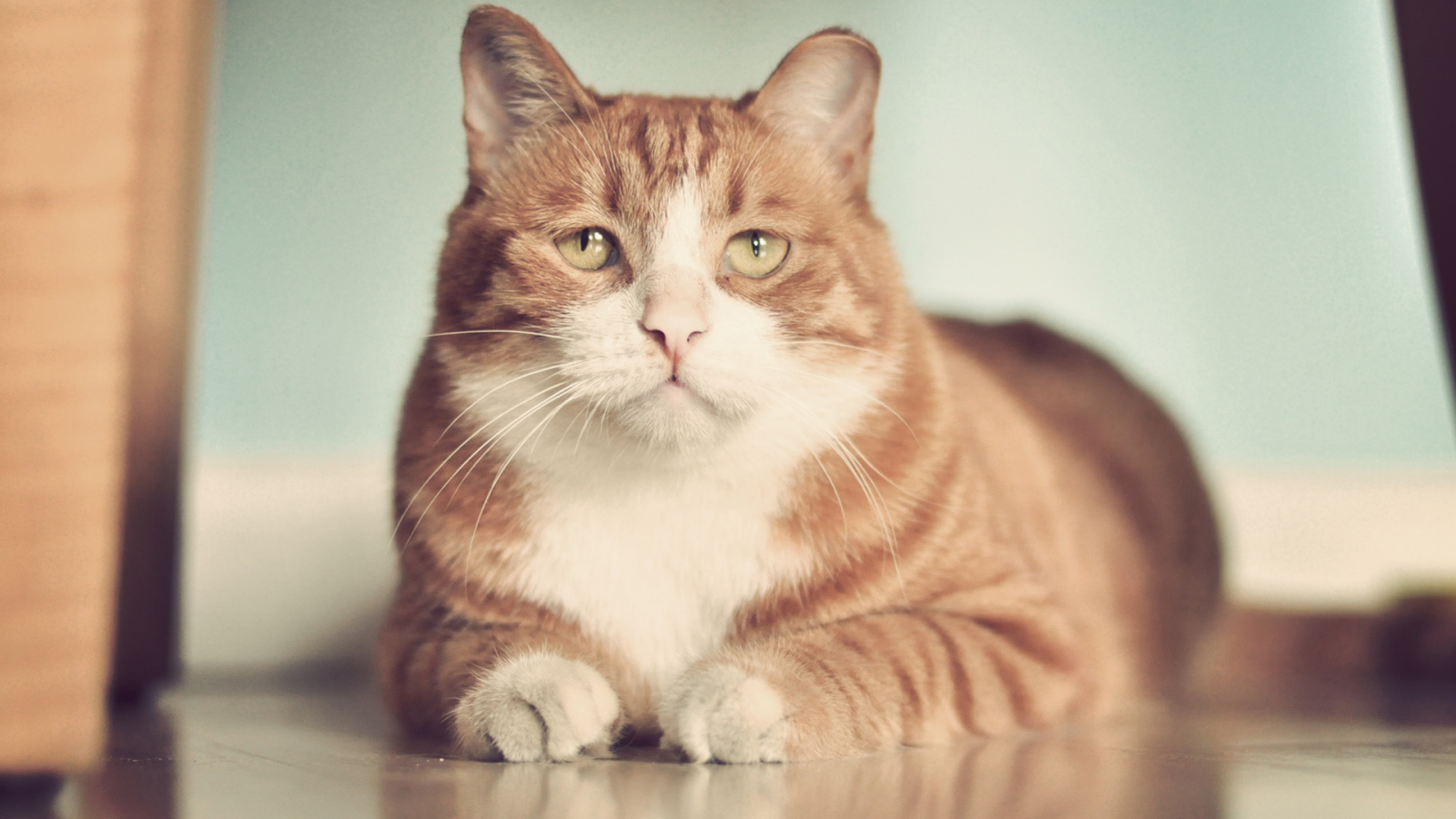 Рыжий грустный толстый кот на полу