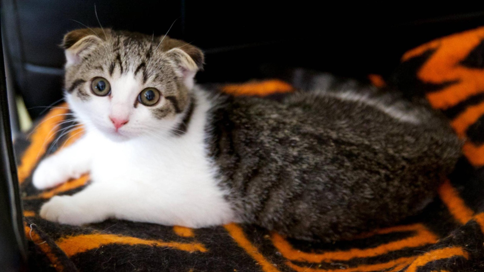 Шотландский вислоухий кот на покрывале