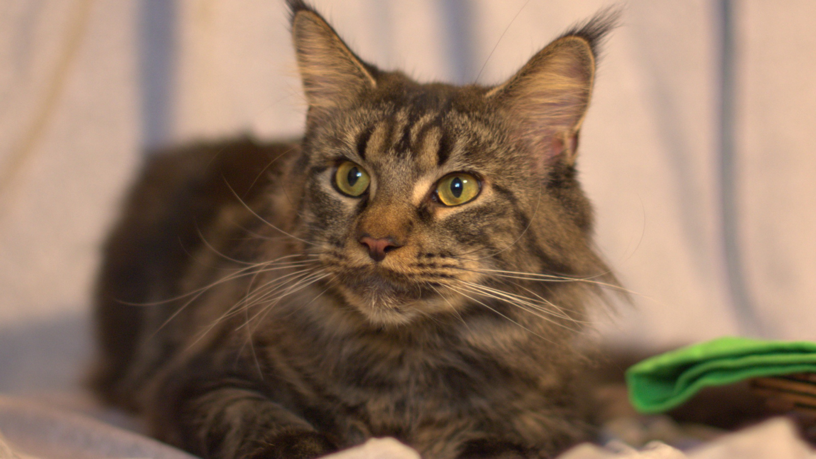 Серьёзный кот мейн-кун