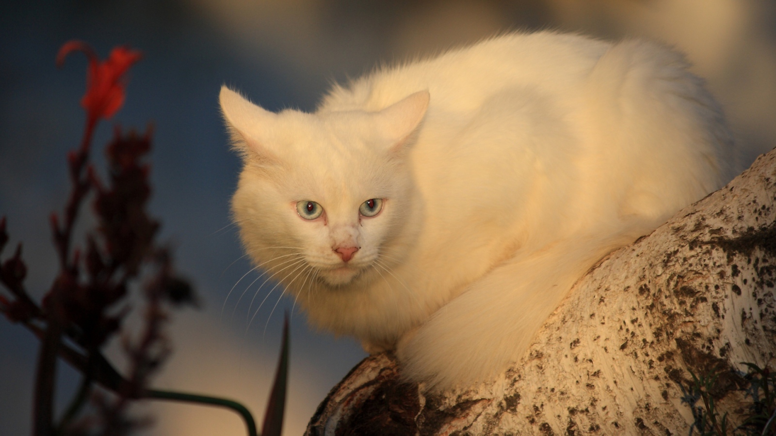 Серьёзный белый кот на дереве