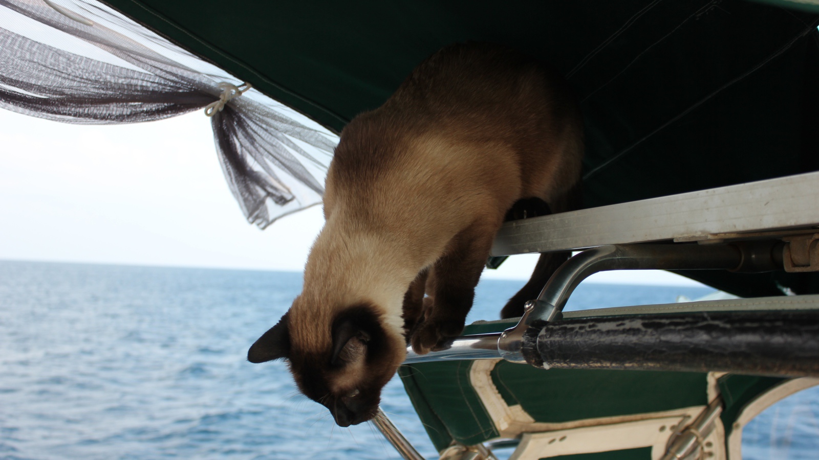 Сиамский кот собирается прыгать