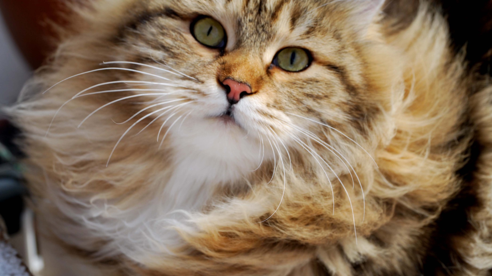 Сибирский кот в ветренную погоду