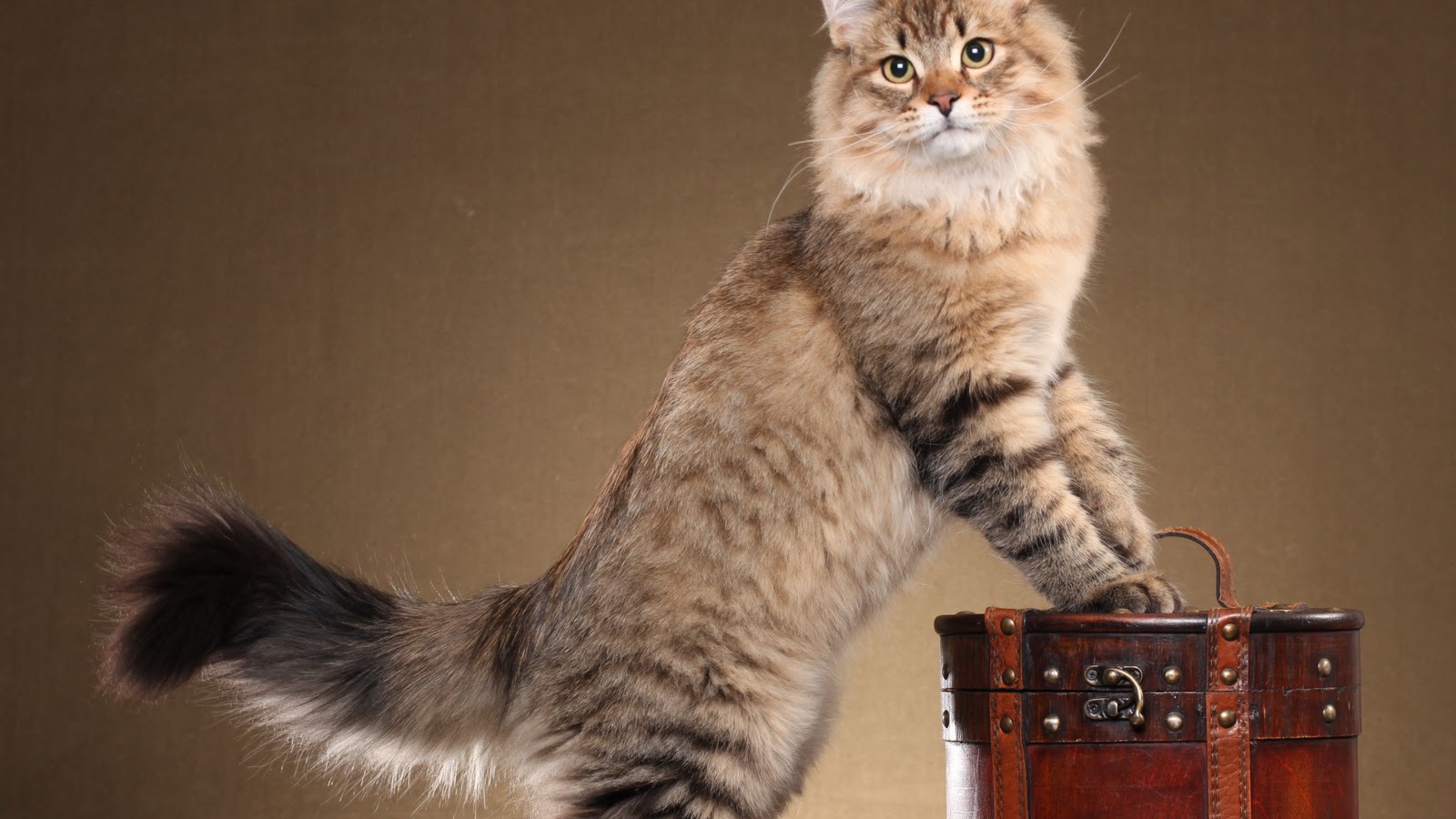 Сибирский кот позирует на коричневом фоне