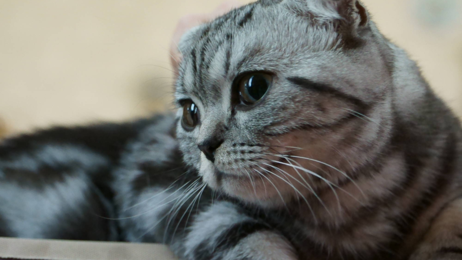 Серебристый красивый шотландский вислоухий кот